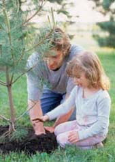 Tree Planting